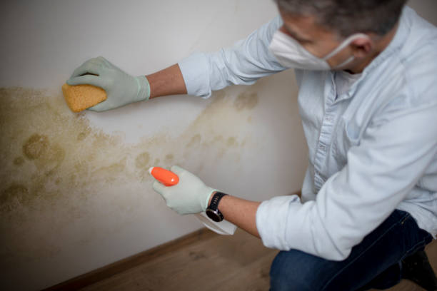 Best Certified Mold Removal  in Fairbanks Ranch, CA