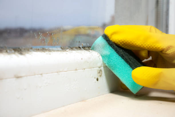 Mold Removal and Inspection in Fairbanks Ranch, CA