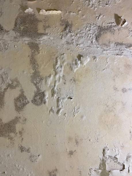 Best Mold Testing  in Fairbanks Ranch, CA