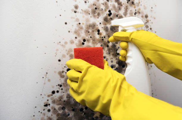 Reliable Fairbanks Ranch, CA Mold Removal Solutions