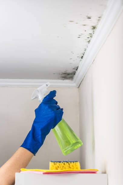 Best Crawl Space Mold Removal  in Fairbanks Ranch, CA