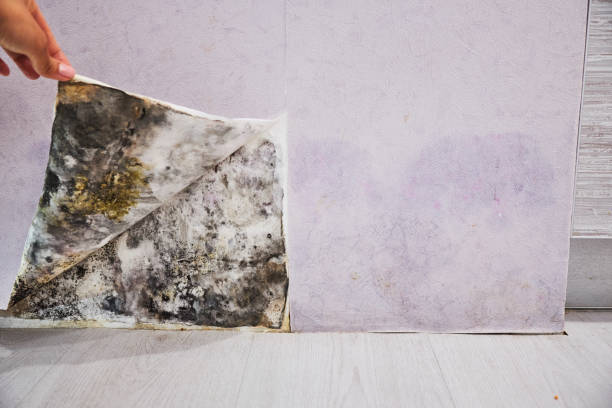Best Mold Damage Repair  in Fairbanks Ranch, CA